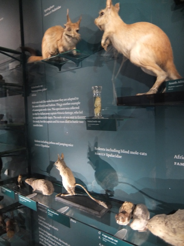 Naked Mole Rat Tring Natural History Museum
